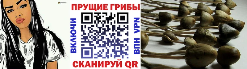 Галлюциногенные грибы Psilocybine cubensis  Михайловск 